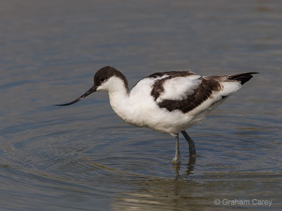 Avocet (Recurvirostra avocetta) Graham Carey