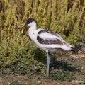 Avocet (Recurvirostra avocetta) Graham Carey