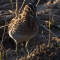 Common snipe (Gallinago gallinago) Graham Carey