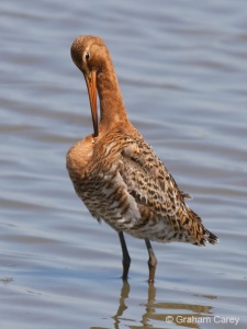 Black-tailed Godwit (Limosa limosa) Graham Carey