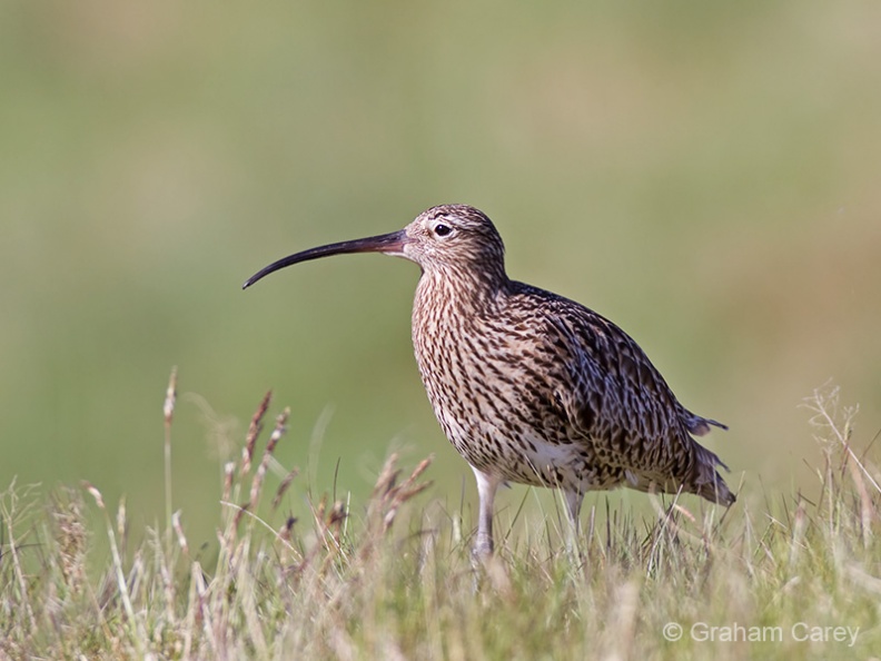 Curlew (Numenius arquata) Graham Carey - IMG_0683m4.jpg IMG_0683m4.jpg