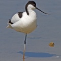 Avocet (Recurvirostra avocetta) Graham Carey