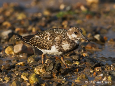 Turnstone (Arenaria interpres) Graham Carey