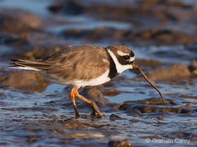 Ringed Plover (Charadrius hiaticula) Graham Carey