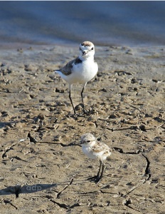 Kentish Plover male with young (Charadrius alexandrinus) Alan Prowse