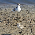 Kentish Plover male with young (Charadrius alexandrinus) Alan Prowse