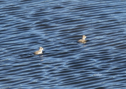 Kentish Plover chicks swimming  (Charadrius alexandrinus) Alan Prowse