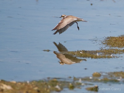 Little-ringed Plover (Charadrius dubius) Graham Carey