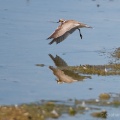 Little-ringed Plover (Charadrius dubius) Graham Carey
