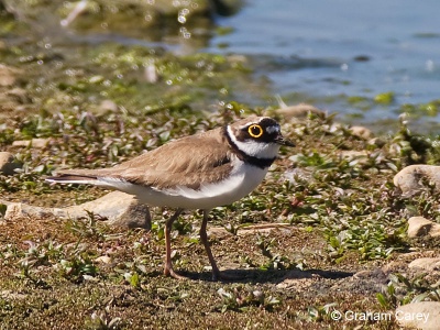 Little-ringed Plover (Charadrius dubius) Graham Carey