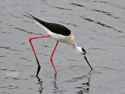 Black-winged Stilt (Himantopus himantopus) Alan Prowse