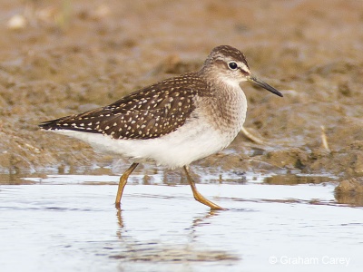 Wood Sandpiper (Tringa glareola) Graham Carey