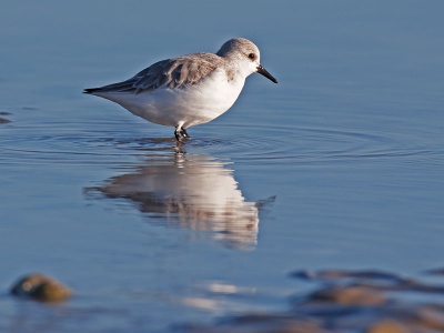 Sanderling (Calidris alba) Graham Carey