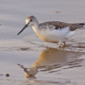 Greenshank, (Tringa nebularia) Graham Carey