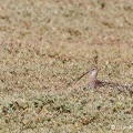 Curlew (Numenius arquata) Graham Carey