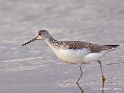 Greenshank, (Tringa nebularia) Graham Carey