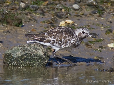 Grey Plover (Pluvialis squatarola) Graham Carey