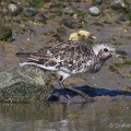 Grey Plover (Pluvialis squatarola) Graham Carey