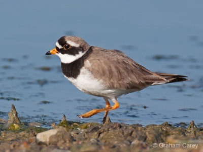 Ringed Plover (Charadrius hiaticula) Graham Carey