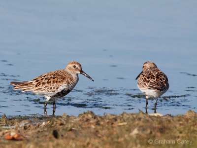 Dunlin (Calidris alpina) Graham Carey