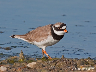 Ringed Plover (Charadrius hiaticula) Graham Carey