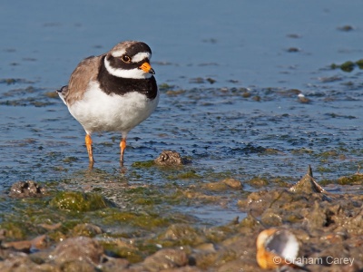 Ringed Plover (Charadrius hiaticula) Graham Carey