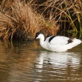 Avocet (Recurvirostra avocetta) Graham Carey