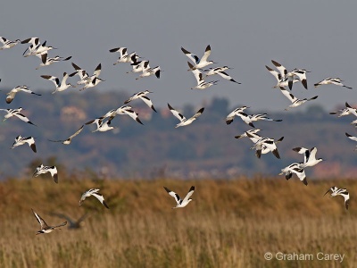 Avocet (Recurvirostra avocetta) Graham Carey