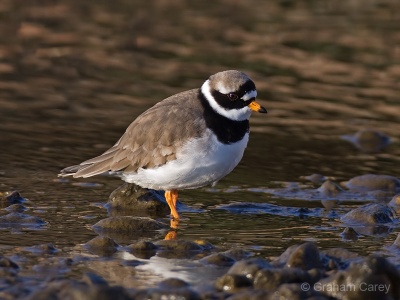 Ringed Plover (Charadrius hiaticula) Graham Carey