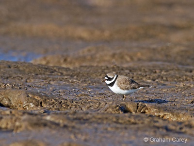 Ringed Plover (Charadrius hiaticula) Graham Carey