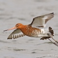 Black-tailed Godwit (Limosa limosa) Graham Carey