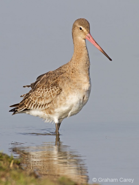 Black-tailed Godwit (Limosa limosa) Graham Carey - IMG_4977m4.jpg IMG_4977m4.jpg