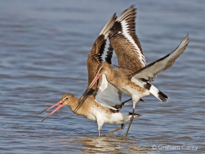 Black-tailed Godwit (Limosa limosa) Graham Carey