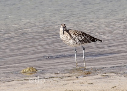 Whimbrel (Numenius phaeopus) Alan Prowse