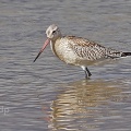 Bar-tailed Godwit (Limosa lapponica) Alan Prowse