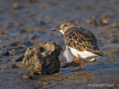Turnstone (Arenaria interpres) Graham Carey
