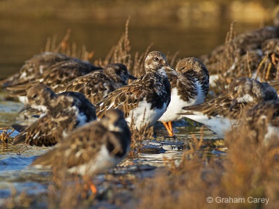 Turnstone (Arenaria interpres) Graham Carey