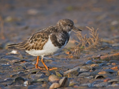 Turnstone (Arenaria interpres) Graham Carey