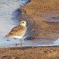 Grey Plover juvenile (Pluvialis squatarola) Alan Prowse