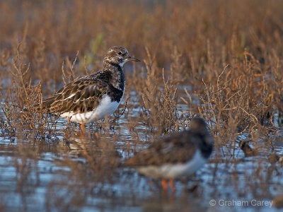 Turnstone (Arenaria interpres) Graham Carey