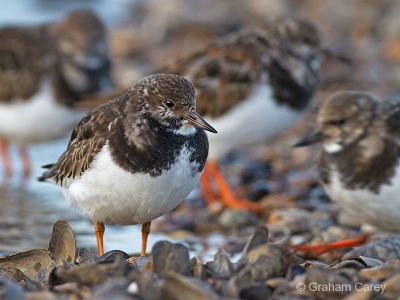 Turnstone (Arenaria interpres) Graham Carey