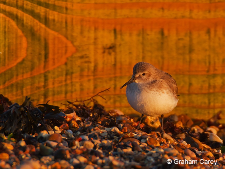 Dunlin (Calidris alpina) Graham Carey - IMG_5939m4.jpg IMG_5939m4.jpg