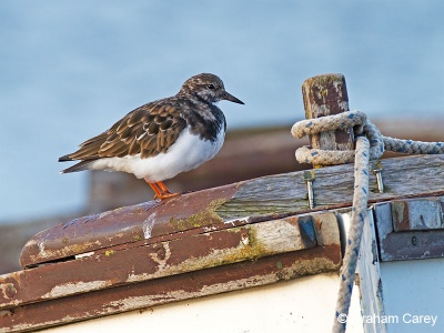Turnstone (Arenaria interpres) Graham Carey