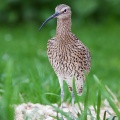 Curlew (Numenius arquata) Graham Carey