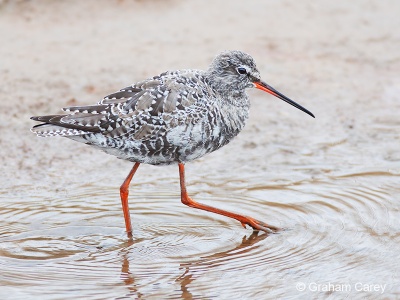 Spotted Redshank (Tringa erythropus) Graham Carey