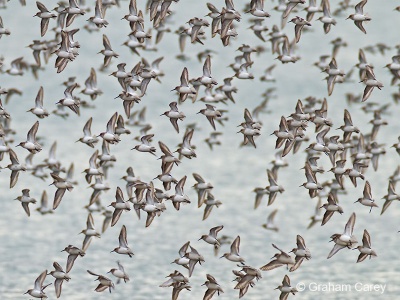 Dunlin (Calidris alpina) Graham Carey