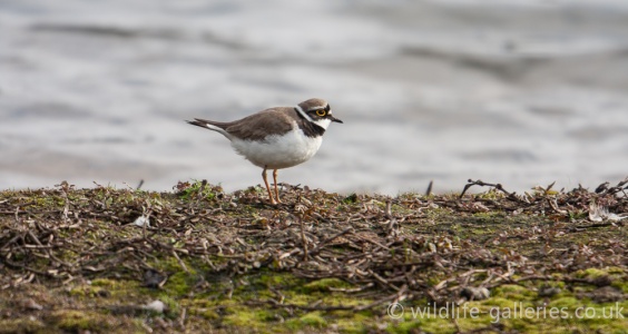 Little Ringed Plover (Charadrius dubius) Mark Elvin