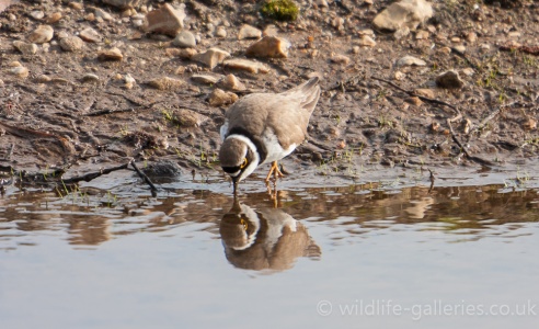 Little Ringed Plover (Charadrius dubius) Mark Elvin