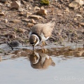 Little Ringed Plover (Charadrius dubius) Mark Elvin