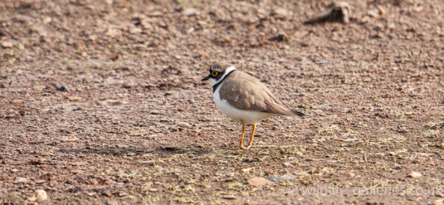 Little Ringed Plover (Charadrius dubius) Mark Elvin